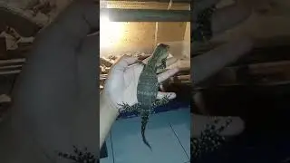 lizards java#reptiles #biawak #fypシ゚viral #shorts