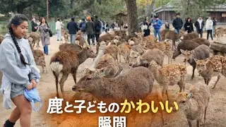 鹿と子どものかわいい瞬間｜奈良公園の癒やし時間#narapark 