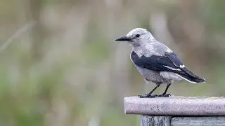 Clark's Nutcracker in Wisconsin!!!
