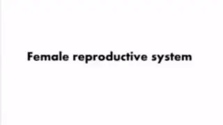 female reproductive system ultrasound