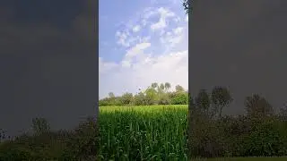 #bannugull #shortvideo #bannu #nature #instaoner