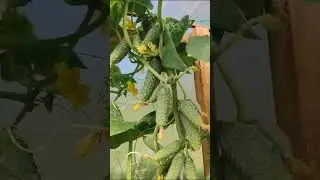 ДАЖЕ НЕ ПРОСИТЕ)) НАЗВАНИЕ ГИБРИДА ДАЮ ТОЛЬКО ПОКУПАТЕЛЯМ))) 89152458159 ПИСЬМЕННО
