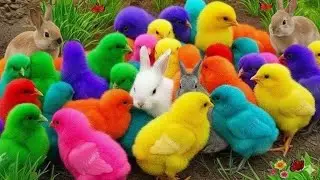 Catching Color Chickens, cute chickens, colorful chickens, cute ducks, cute rabbits, cute animals
