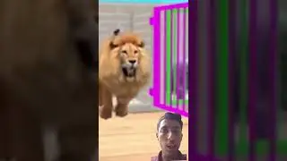 Long Slide Game With Cow Elephant Gorilla Hippopotamus Tiger - 3d Animal Game - Funny 3d Animals