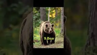 Top 10 Most Wild Animals in the World 🌍🐾#WildAnimals, #Top10WildAnimals,