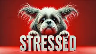 How to identify the most common signs of stress in Shih Tzus and how I can help you.