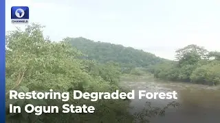 IITA Works To Restore Degraded 918 Hectares In Ogun State