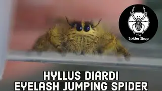 Hyllus Diardi- Eyelash Jumping Spider