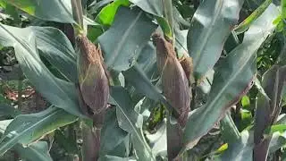 Malapit na Ang anihan ng mga mais #harvestsoon #cornfield #mais 