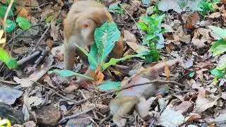 M-i-l-l-i-o-n S-a-d-n-e-s-s Monkey