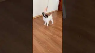 У нас классные щенки шпицев и папильонов🤗инст love.mini.pets #puppy#минишпиц#папийон#папильон