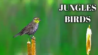Birds Flying in Slow Motion - Red Kite Bird (JUNGLES BIRDS)