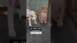 Cute Dog adoption #dogshorts #straydog