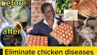 How to raise organic chicken for eggs - chicken diseases - egg harvesting