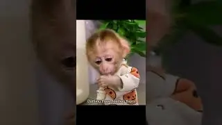 Is actually a rhesus macaque infant #animals #usa #knowledge
