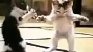 اضحك قطط يغنون