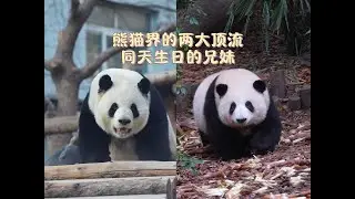 熊猫界的两大顶流萌兰与花花，同天生日的亲兄妹，冥冥之中的缘分#panda