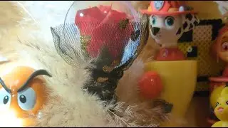 Evic Channel is live! ASMR LIVE CORGI TOY GAME #asmr #trending #viral