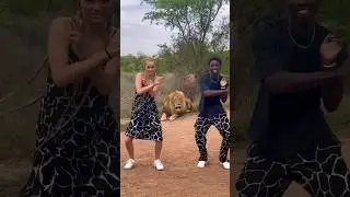 We danced infront of a lion 😨😳 @isabellaafro #africa #travel #couple #lion #shorts