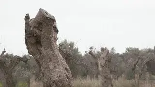 La bacteria Fastidiosa arrasa olivares en Italia