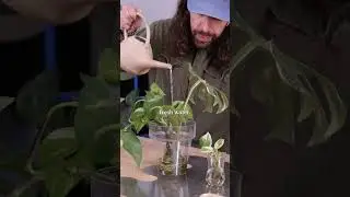 How to grow plants in water #plants #houseplant #propagation