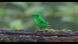 Tanagers of the Americas 1—A Global Birding Species Special with colorful TANAGERS from 8 countries!