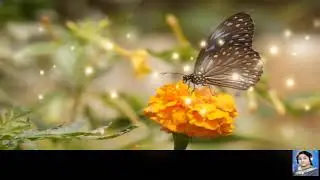 Jhadia pavana|ଝଡିଆ ପବନ|Odia New Song 2023|Anjali Mishra|Romantic Song