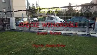 WINOROŚL - Cięcie winorośli Royat (cięcie dwulatków) - Winnica Cisowa 2015 02 24
