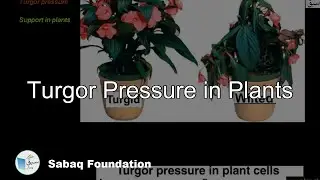 Turgor Pressure in Plants, Biology Lecture | Sabaq.pk
