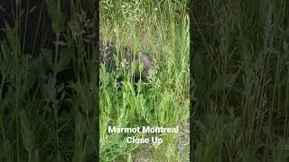 Marmot Montreal #montreal #canada #marmot