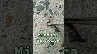 Nunca mate uma minhoca: ela cuida da terra. #shorts #shortsvideo