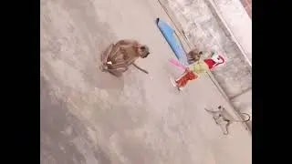 Dhriti aur monkey ki Dosti#monkey#viral #shortvideo #cutebaby 