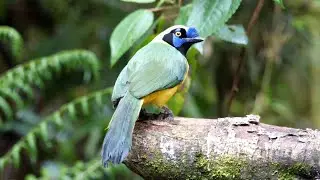 Green Jay calling.