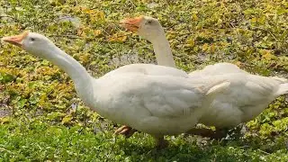 The queen with her royal 👑🐥 | babies enjoying peaceful farm life 💛 #duck #birds #animals 