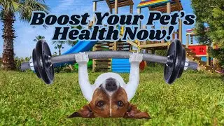 Pet Wellness Routine: How to Keep Your Pet Happy & Healthy with Healers PetCare Products