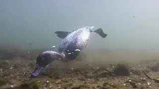 Tufted Duck, Mallard & Swan Underwater