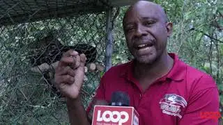 CriTTers: T&T's endangered ocelot