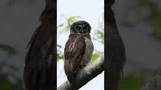 Brown wood owl #owl resident owl of @incrediblebirding2438 sattal
