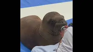 Zoo Trainer Is Feeding Seal 🦭