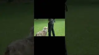 Cute Animals dog - Relaxing Music Deep Sleep #dog #shorts
