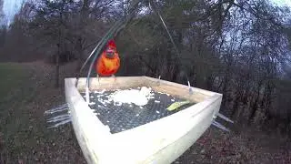 Enjoy peanuts, Mr. Cardinal!#birds #wildlife #cardinals #shortvideo #birdsounds 