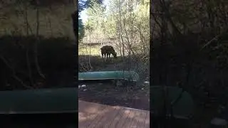 Backyard visitor