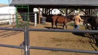 Freedom Based Training: Week4 - Part2