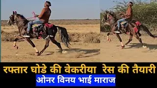 रफतार घोड़े की वेकरीया रेस की तैयारी ||HORSE REWAL CHAL RACING AT VEKRIYA #horse #race #rewal 