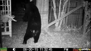 Black Bear Jumping A Fence Apopka, Florida