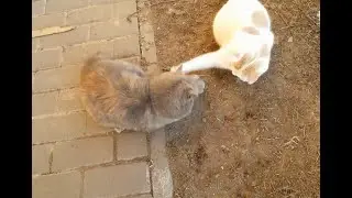 Stories of country cats - Richard the Magician
