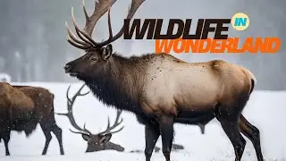 Winter  Wildlife In Wonderland