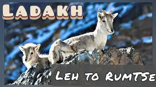 Snow Leopard & Wildlife Expeditions in Ladakh: Leh to Rumste drive ( Day 2) 