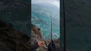 🔥 I Wasn&rsquo;t Expecting This Fish