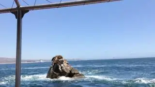 Cabo Adventure 2017